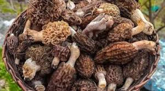 Gucchi mushrooms gucchi mushroom price in india gucchi mushroom price per kg gucchi mushroom rate gucchi mushroom himachal
