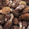 Gucchi mushrooms gucchi mushroom price in india gucchi mushroom price per kg gucchi mushroom rate gucchi mushroom himachal