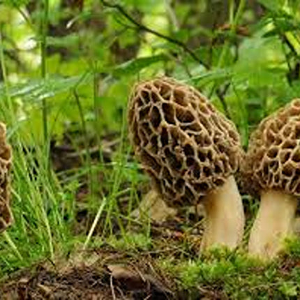 Gucchi mushrooms